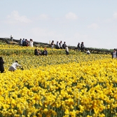 지도읍 선도 수선화 001