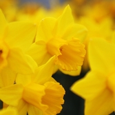 지도읍 선도 수선화 003