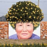 지도읍 선도 수선화 001