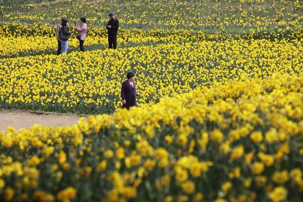 지도읍 선도 수선화 002 3