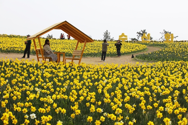 지도읍 선도 수선화 002 4