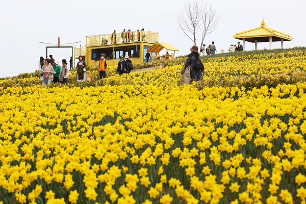 지도읍 선도 수선화 002 6
