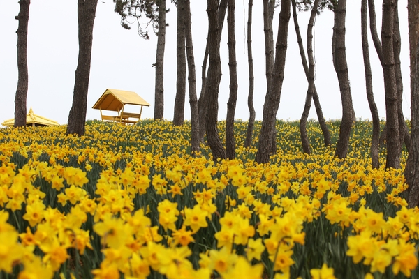 지도읍 선도 수선화 002 5