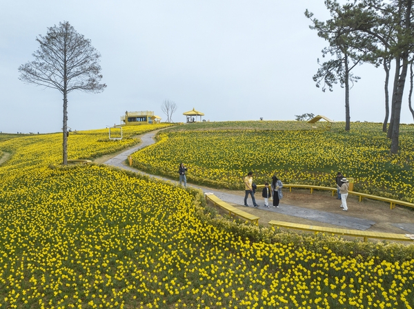 지도읍 선도 수선화 003 6