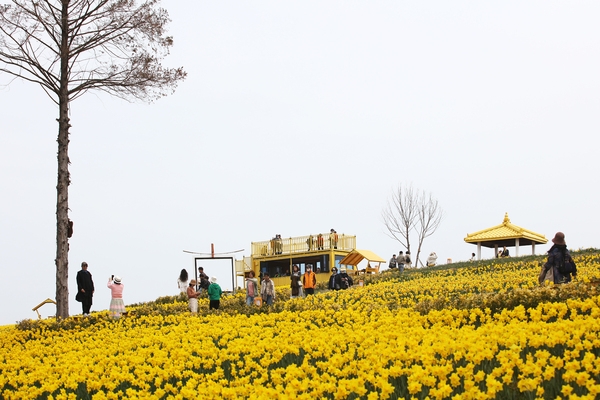 지도읍 선도 수선화 003 1