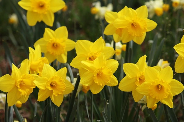 지도읍 선도 수선화 004 3