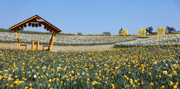 지도읍 선도 수선화 001 2