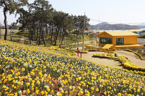 지도읍 선도 수선화 001 3