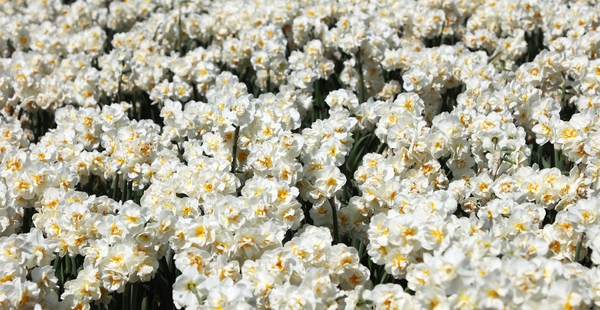 지도읍 선도 수선화 001 5