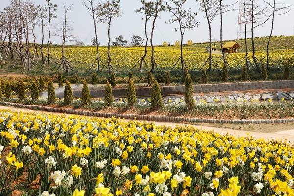 지도읍 선도 수선화 001 1