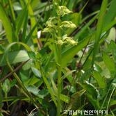 산제비란