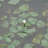 마름