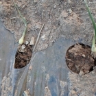 한파에 따른 양파 피해대책 기술지원 '뽑혀진 양파뿌리 흙덮기로 피해 줄여야'