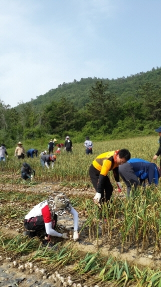 신안군! 봄철 농촌 일손돕기 앞장 구슬땀..