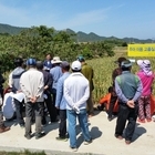 신안군 - 마늘 주아재배 확대로 품질 고급화에 주력!..'주아 이용 고품질 마늘생...