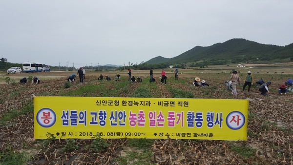 신안군청, 농촌일손돕기 봉사활동에 발벗고 나서..