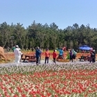 신안군 임자도, 2019년 신안튤립축제 대성황