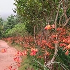 신안군『Crocosmia 여름꽃 랜선 축제』 준비 완료..'3000만송이 애기범부...