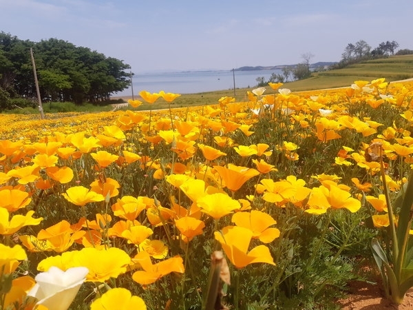 신안군 수선화 섬 선도, 노랑 물결 넘실..