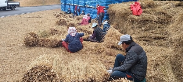 신안군, 김대중 대통령 생가 나람 엮기로 겨울 채비..