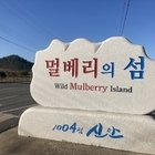 “멀베리(Mulberry)의 섬 팔금”, 마음대로 따가세요...가로수 200여 주...