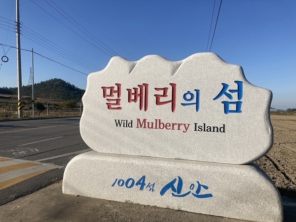 “멀베리(Mulberry)의 섬 팔금”, 마음대로 따가세요...가로수 200여 주에 꾸지뽕 익어가...1