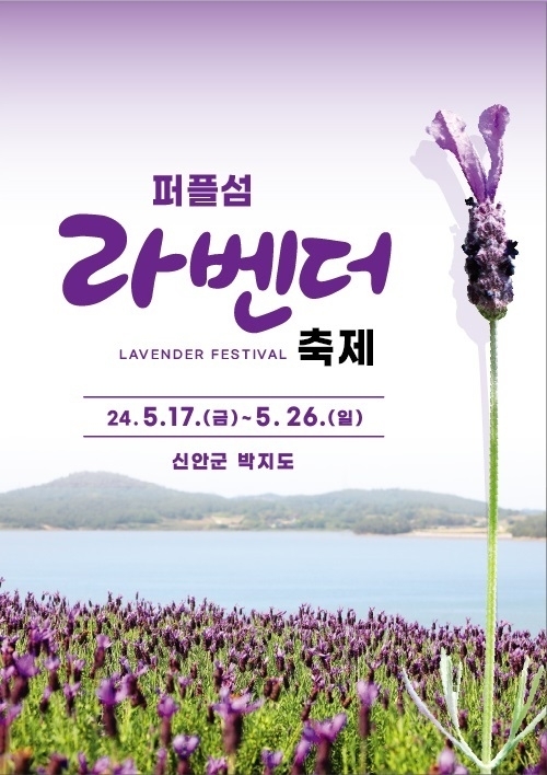 퍼플섬! 2천만 송이 라벤더 꽃 축제 개최..'전국 최대규모 보랏빛 향기'1
