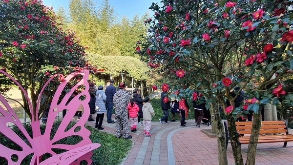 ‘섬 겨울꽃 축제’, 신안의 매력을 다시 한번 확인..'분재정원의 섬 압해읍 주민의 10배 넘는 방문객이 다녀가다'1