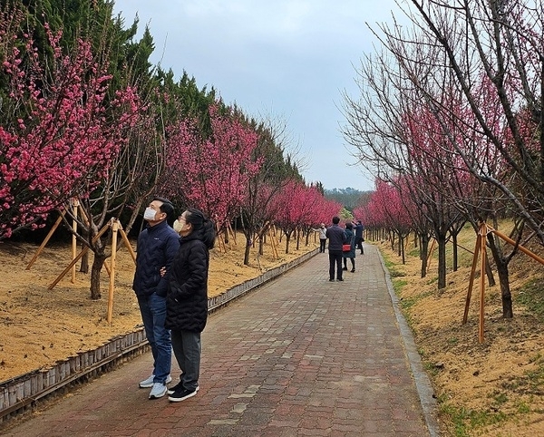 신안군, 만개한 홍매화꽃으로 관광객들 끌어모아..'제1회 섬홍매화 축제 성료! 축제는 끝났지만, 평일에도 1,000명 이상 찾아'1