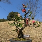 ‘신안군, 봄의 선물 ‘명자나무 특별전’ 개최..'화사한 명자나무 꽃이 피는 신안...