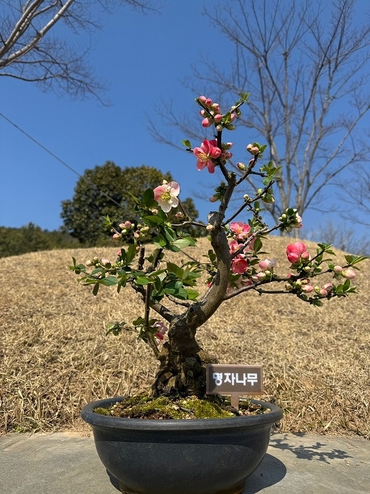 ‘신안군, 봄의 선물 ‘명자나무 특별전’ 개최..'화사한 명자나무 꽃이 피는 신안 1004섬 분재정원으로 떠나보자'1
