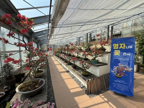 ‘명자나무 꽃길 따라, 1004섬에서 만나는 분재의 美’.. 감성 충전! 인생샷 명소, 명자분재와 함께하는 봄 여행1