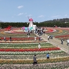 	2025 섬 튤립축제... 튤립과 함께한 10일 간의 로맨스