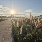 신안 장산도 화이트정원, 가을을 물들이는 ‘팜파스그라스의 향연’..'샤스타데이지 ...