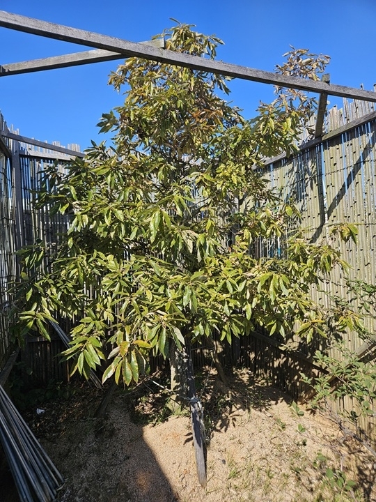 ‘황금빛깔 굴참나무 1004뮤지엄파크에 가면 볼 수 있다’..신안군, 신품종 ‘신안 천사’ 품종보호권 획득1