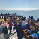 신안군 2026년산 첫 ‘햇김’ 위판 시작..'신안 청정갯벌에서 생산된 겨울철 대...