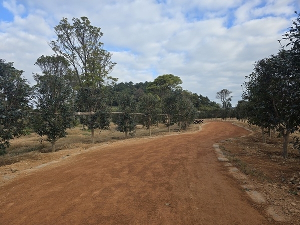 신의면 가락공원 황토맨발길 조성..'붉은 애기동백으로 물들어, 꽃길만 걷자'1