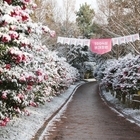 4천만 송이 애기동백꽃의 향연… 신안 ‘섬 겨울꽃 축제’ 19일 개막..'1004...