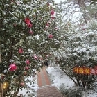 신안 ‘섬 겨울꽃 축제’, 4천만 송이 애기동백 향연 성황리에 마무리