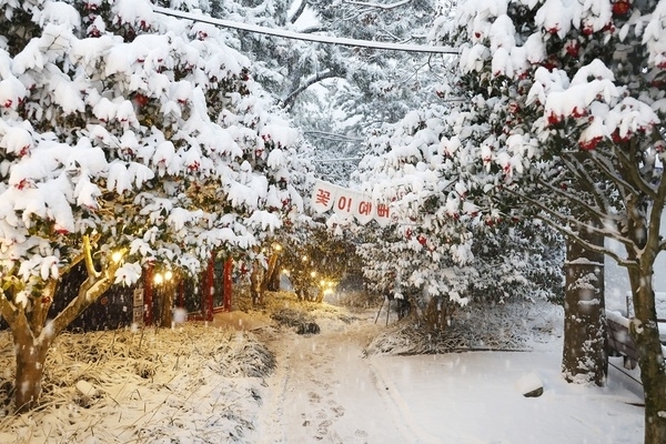 신안군, 목포시민 1004섬 분재정원 관람료 50% 할인 본격 시행..'관람료 부담 완화·정원문화 활성화 기대'1
