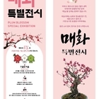 한겨울을 이겨낸 봄의 상징 ‘매화’... 설 연휴 꽃캉스는 1004섬 분재정원에서