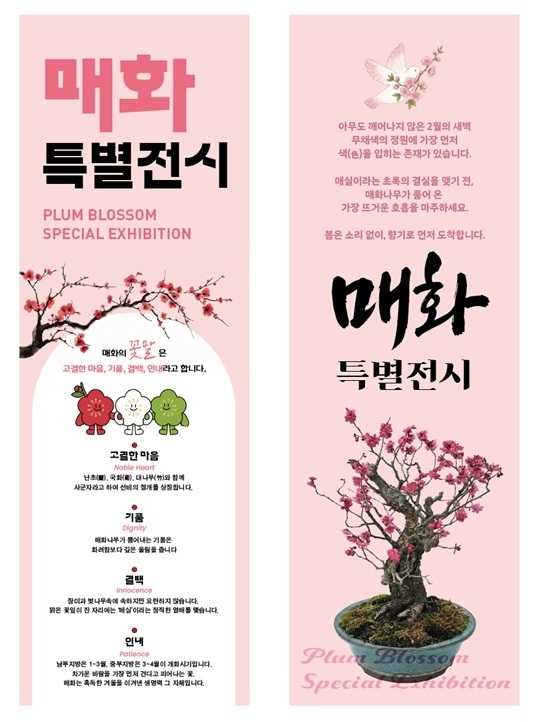 한겨울을 이겨낸 봄의 상징 ‘매화’... 설 연휴 꽃캉스는 1004섬 분재정원에서1