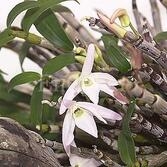 석곡