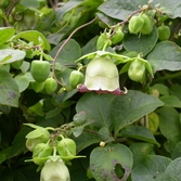 산더덕
