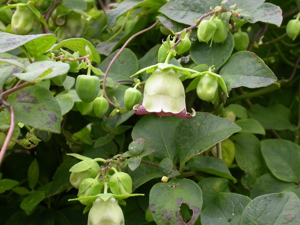 산더덕 1