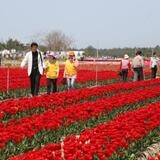 제1회 신안튤립축제 