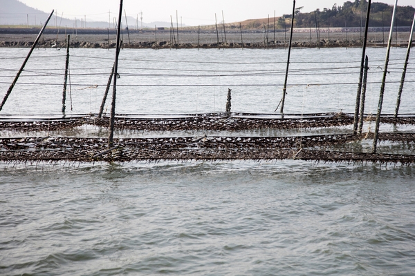 안좌 자라도 지주식 김발 3