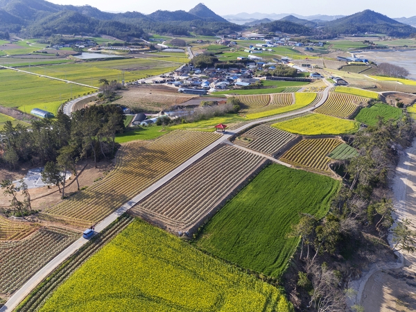 지도읍 선도 수선화 003 6