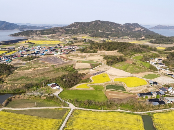 팔금면 유채꽃 4