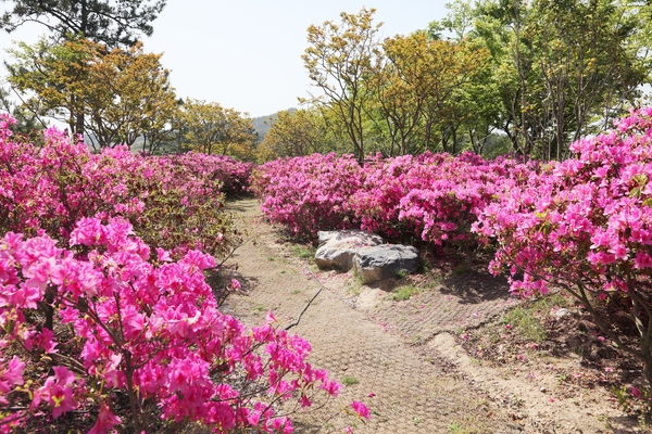 팔금면 철쭉공원 002 4